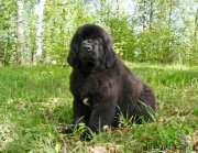 Превью фото № 226155