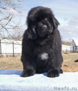 Превью фото № 226157