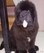 Превью фото № 226176