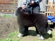 Превью фото № 226198