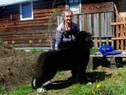 Превью фото № 226205