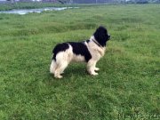 Превью фото № 226207