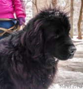 Превью фото № 226228