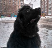 Превью фото № 226229