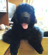 Превью фото № 226232