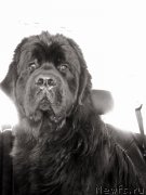 Превью фото № 226251