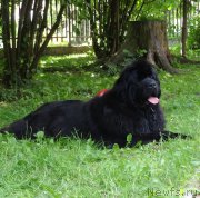 Превью фото № 226254