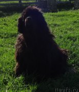 Превью фото № 226272