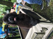 Превью фото № 226297