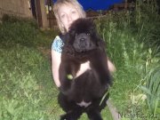 Превью фото № 226308