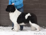 Превью фото № 226313