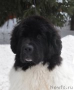 Превью фото № 226318