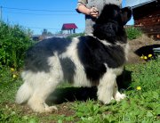 Превью фото № 226321