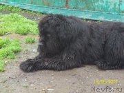 Превью фото № 226325