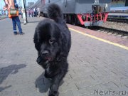 Превью фото № 226336