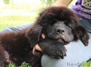 Превью фото № 226359