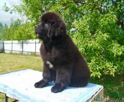 Превью фото № 226372