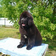 Превью фото № 226374