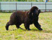 Превью фото № 226376