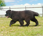 Превью фото № 226378