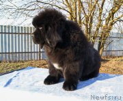 Превью фото № 226385