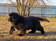 Превью фото № 226389