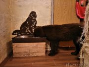 Превью фото № 226401