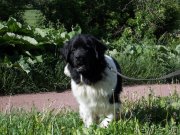 Превью фото № 226410