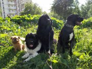 Превью фото № 226412