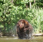 Превью фото № 226429