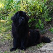 Превью фото № 226501