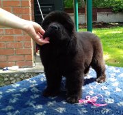 Превью фото № 226512