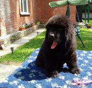 Превью фото № 226517