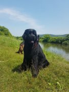 Превью фото № 226521