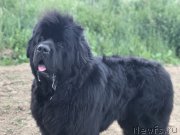 Превью фото № 226580