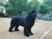 Превью фото № 226583