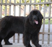 Превью фото № 226599