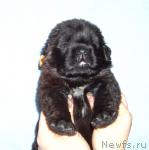 Превью фото № 22663