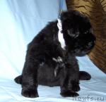 Превью фото № 22665