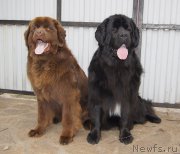 Превью фото № 226668