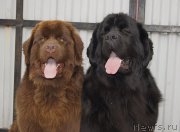 Превью фото № 226670