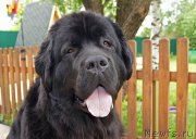 Превью фото № 226677