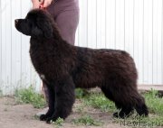 Превью фото № 226716