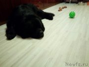 Превью фото № 226726