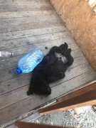 Превью фото № 226756