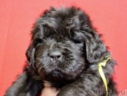 Превью фото № 226799