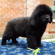 Превью фото № 226825