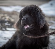 Превью фото № 226834