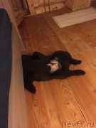 Превью фото № 226861