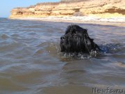 Превью фото № 226893